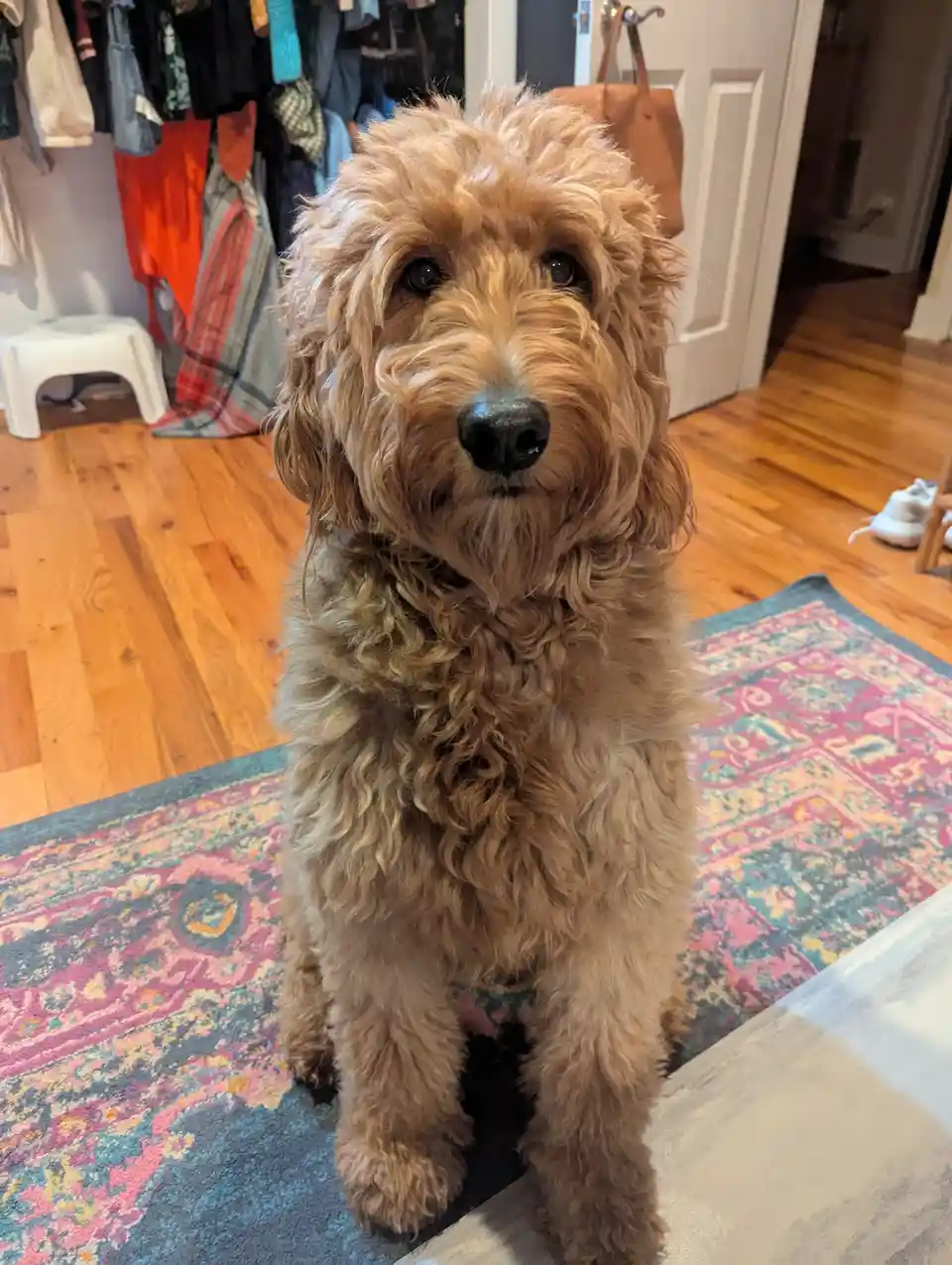 A fluffy, light brown dog with curly fur sits upright on a colorful patterned rug in a home with hardwood floors. Behind it…