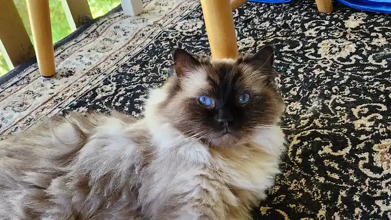 A fluffy, long-haired cat with striking blue eyes and dark facial markings lies on a black and beige patterned rug, looking…