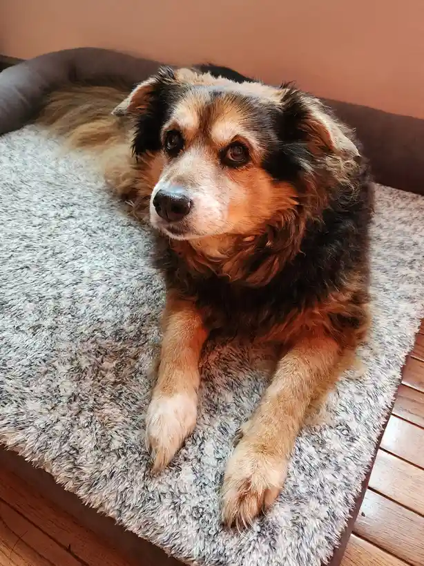 A fluffy, tri-colored dog with brown, black, and tan fur lies relaxed on a plush, grayish-white dog bed. The dog has a calm…