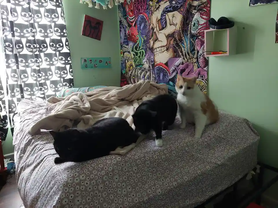 Two cats are on a bed with a floral-patterned sheet; one black cat lies down while another black-and-white cat sits upright…