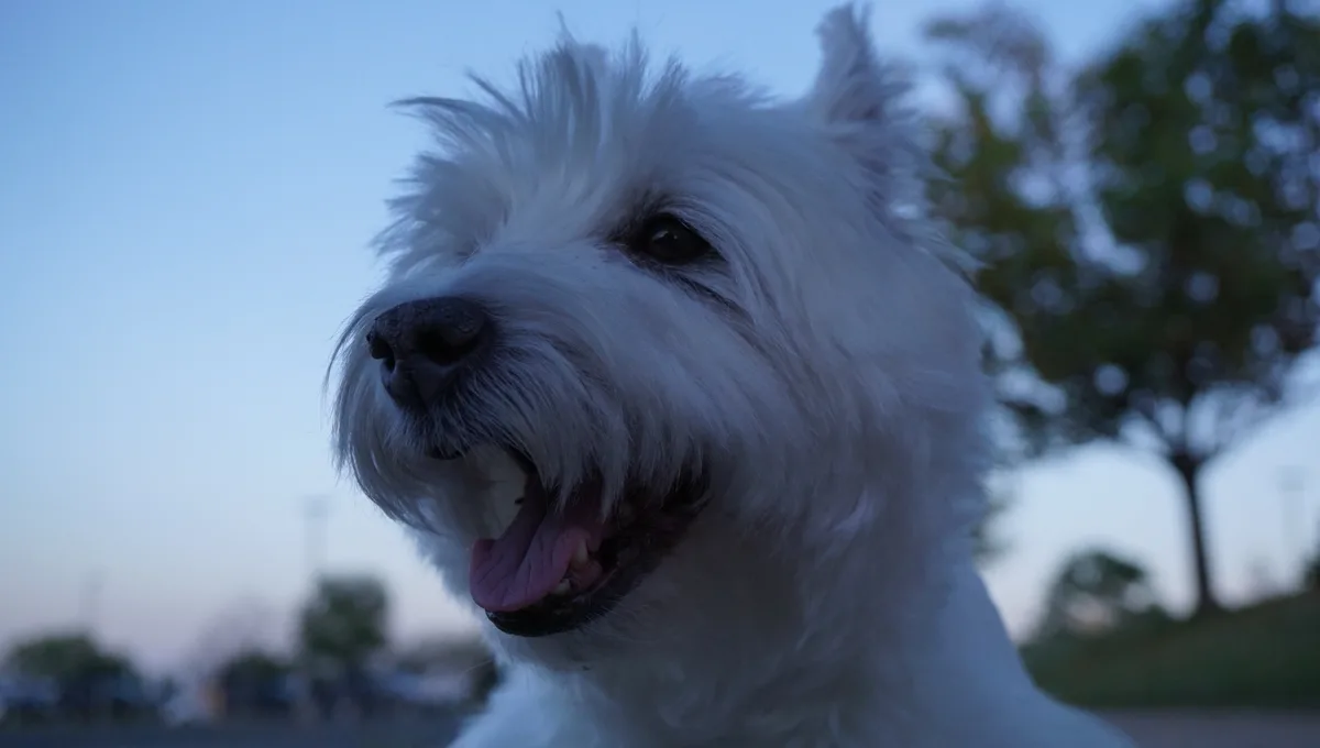 A close-up photo of a fluffy white dog with its mouth open and tongue out, looking happy against a blurred blue twilight…