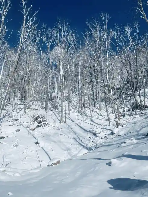 A snowy forest scene with bare trees covered in snow under a clear blue sky, with long shadows cast across the snow. The…