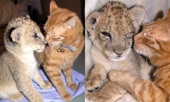 Two side-by-side photos show a young lion cub and a ginger domestic cat interacting affectionately. In the left image, the…