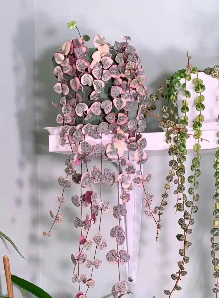 A close-up photo shows two trailing heartleaf plants hanging from a white shelf against a light gray wall. The plant on the…