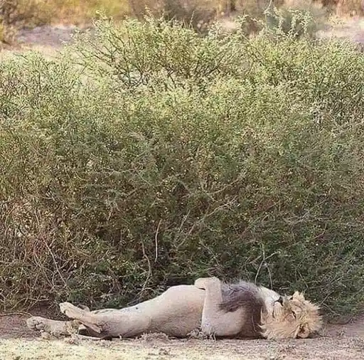 A male lion lies on its back in a dry, bushy savanna, legs in the air, appearing relaxed or asleep. The overlaid text reads…