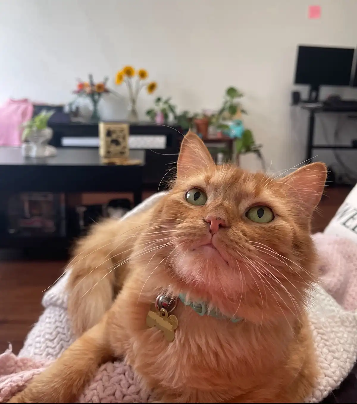 A close-up photo of an orange tabby cat with wide, startled green eyes looking upward, resting on a pink and white knitted…