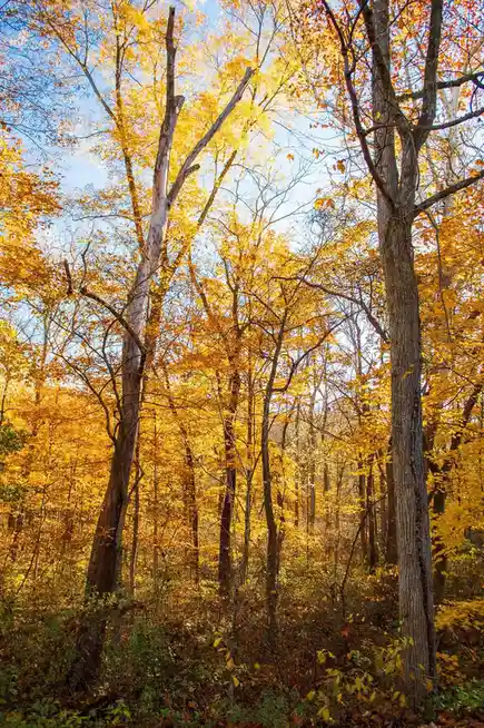 A serene autumn forest with tall trees displaying vibrant golden-yellow leaves against a clear blue sky. The ground is…