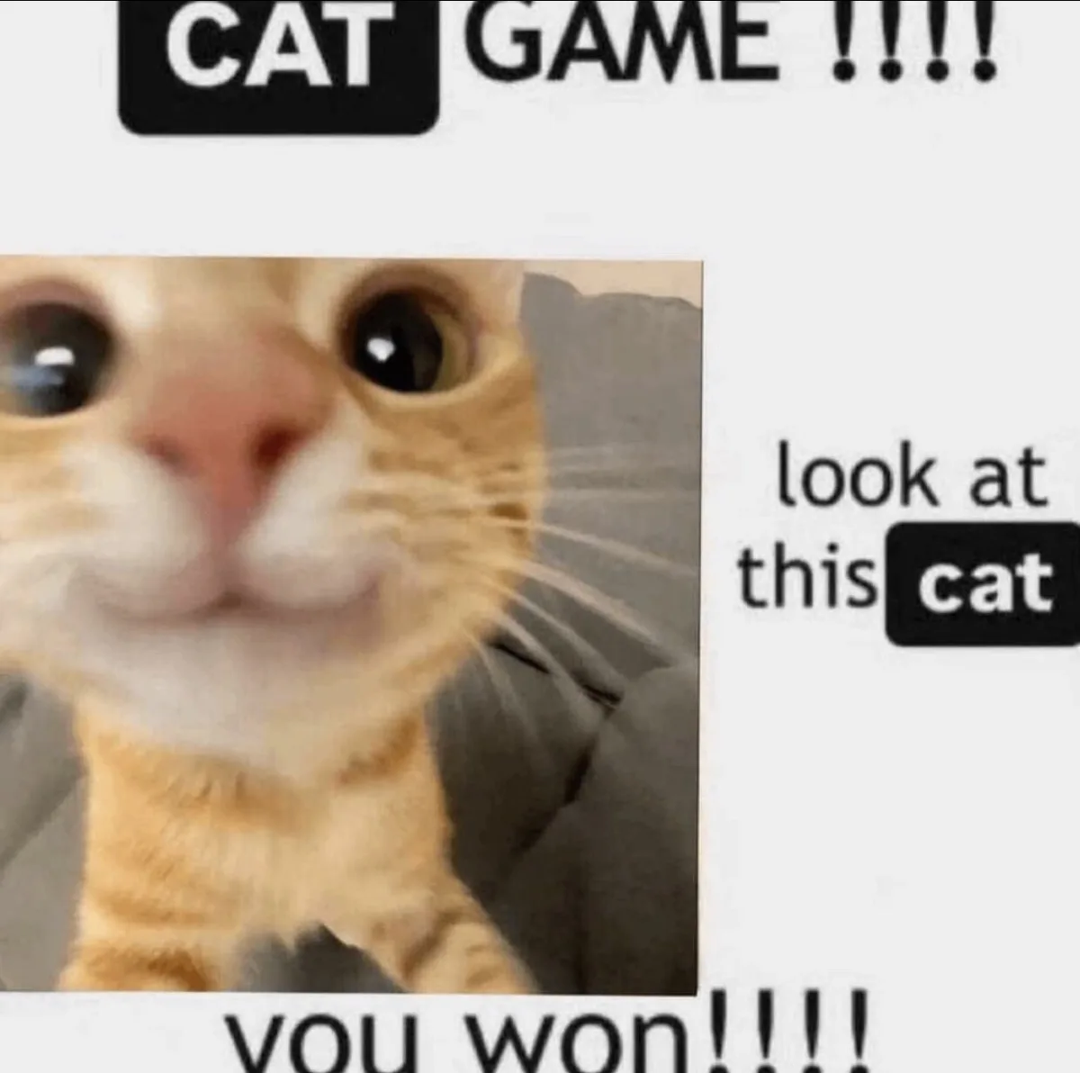 A close-up, slightly blurry photo of an orange tabby cat staring directly at the camera with wide, round eyes and a pink…