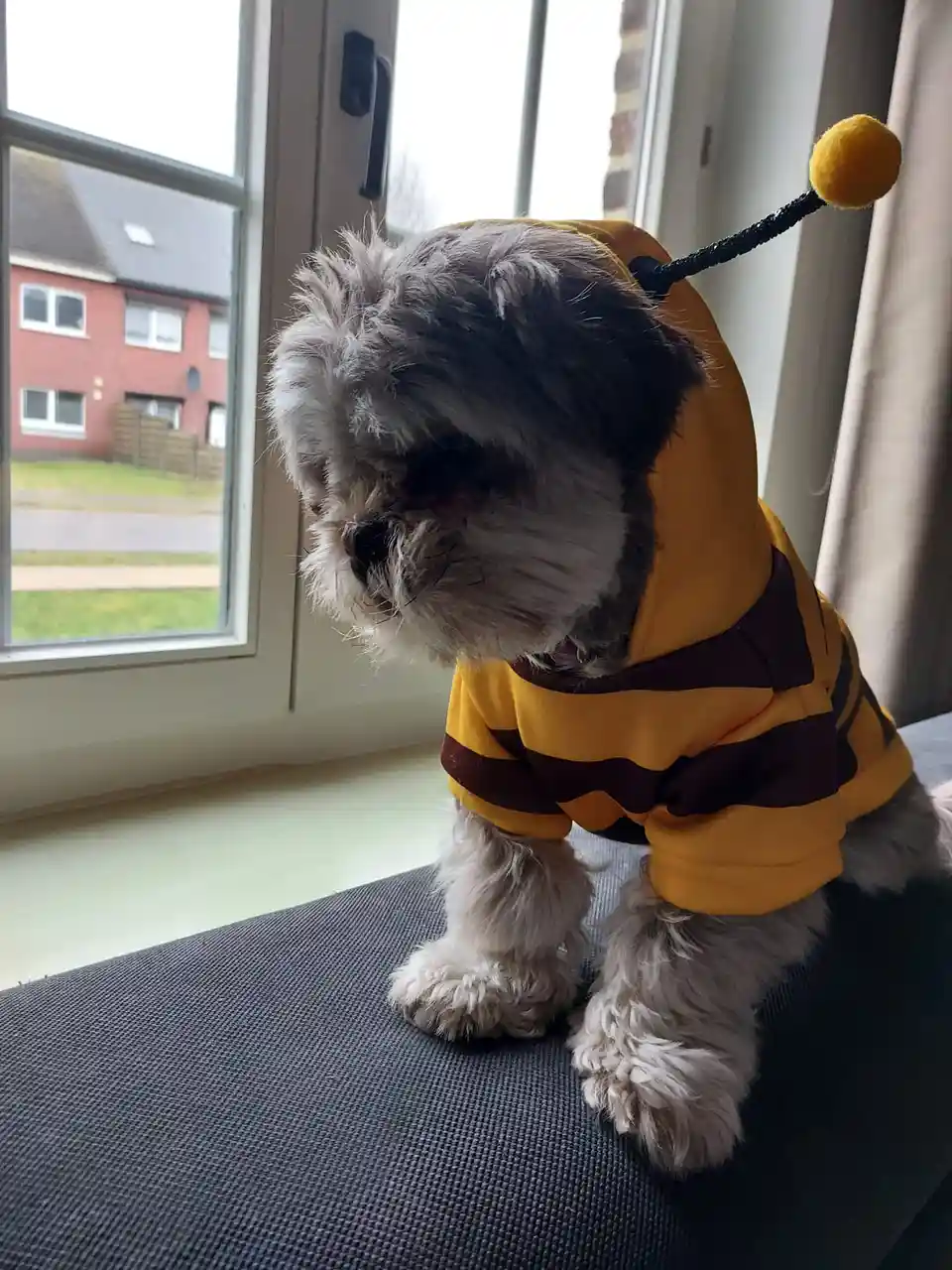 A small, fluffy grey and white dog wearing a yellow and black striped bee costume with an antenna sits on a dark grey…