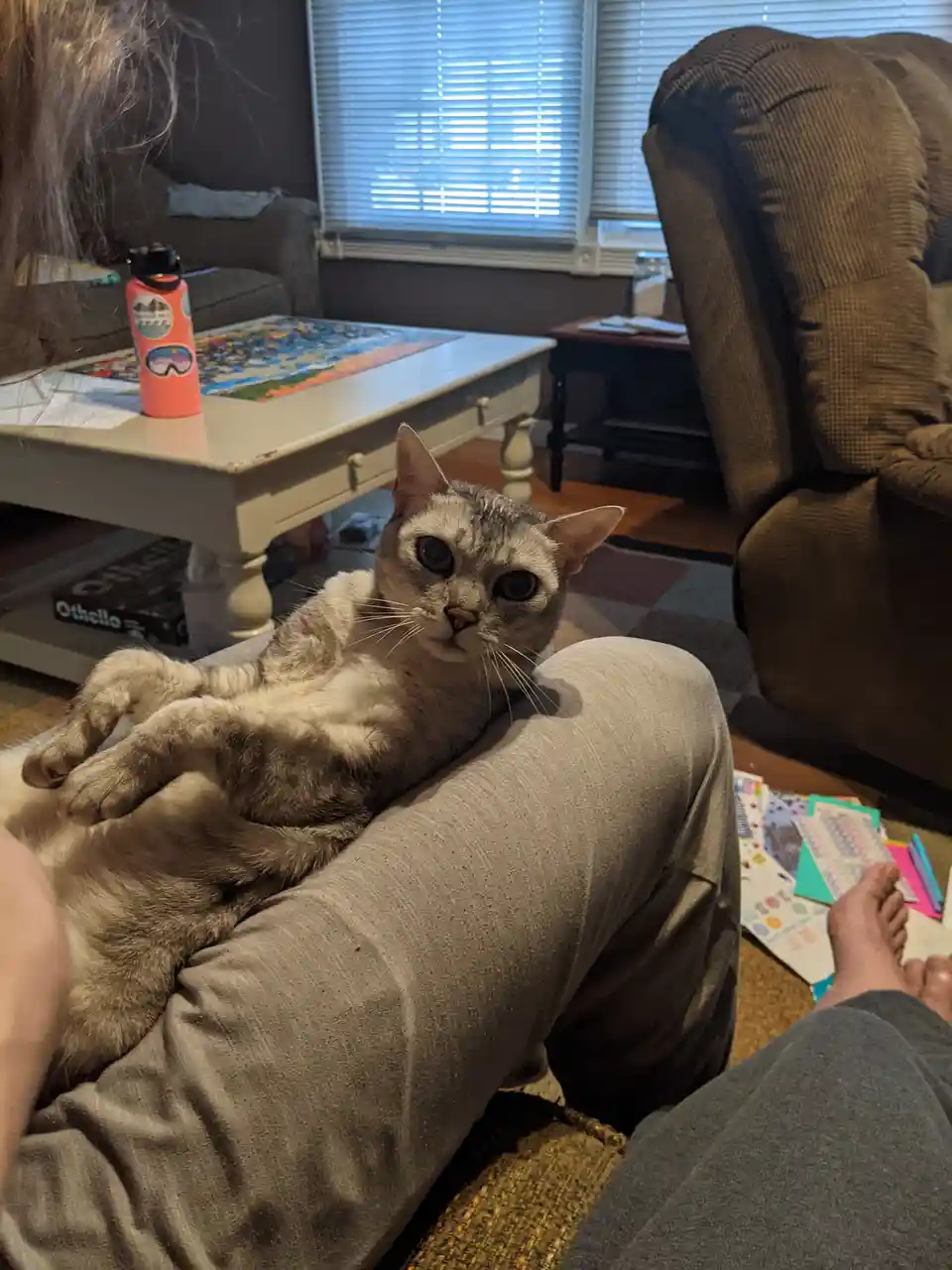A gray tabby cat lounges comfortably on a person's lap, looking directly at the camera with wide, expressive eyes. The…