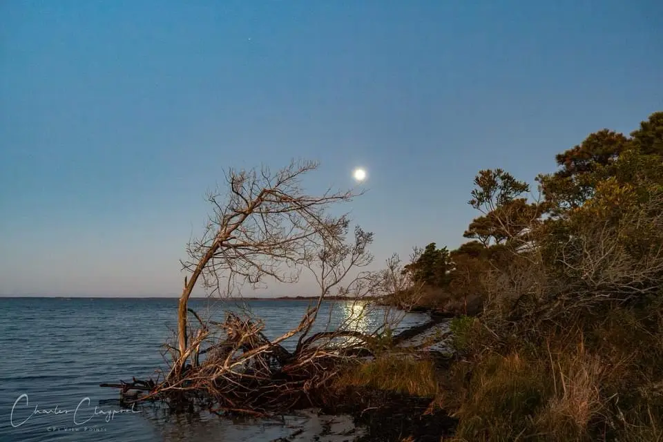 A serene twilight photo shows a lone, leafless tree leaning over calm water with the moon shining brightly in the clear blue…