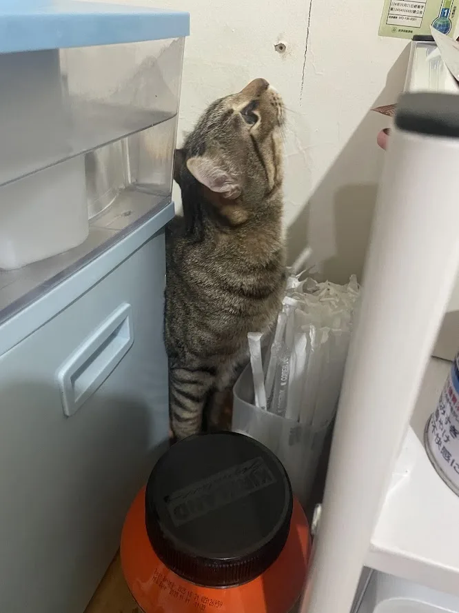 一只虎斑猫站在一个橙色大罐子上，身体紧贴着白色冰箱和墙壁，头部向上仰望，似乎撞到了墙。猫的旁边是一个装满白色吸管的容器和一个白色电器。图片上叠加了日文文字“猫が壁に頭をぶつけてる”，意思是“猫把头撞到了墙上”。