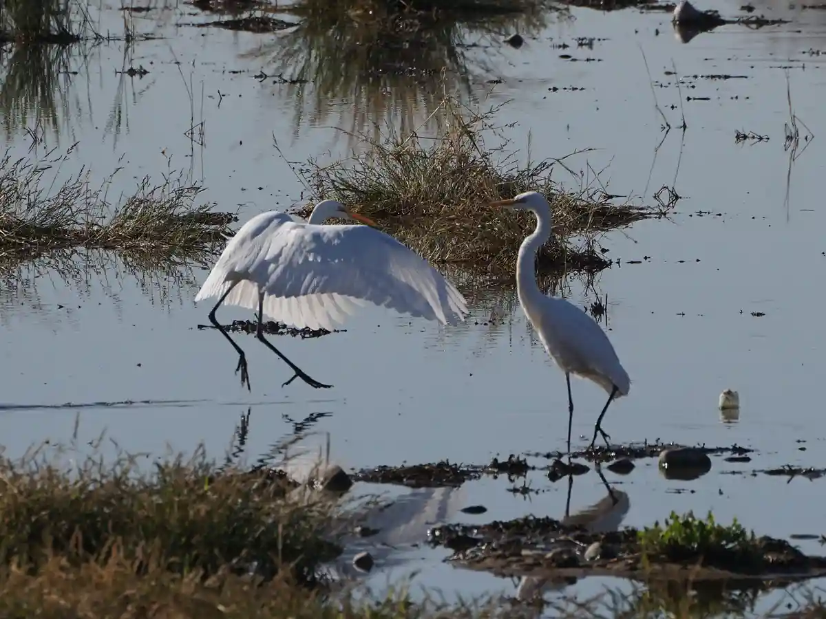 Two white egrets stand in shallow water; one has its wings spread wide while the other stands still. The overlaid text reads…