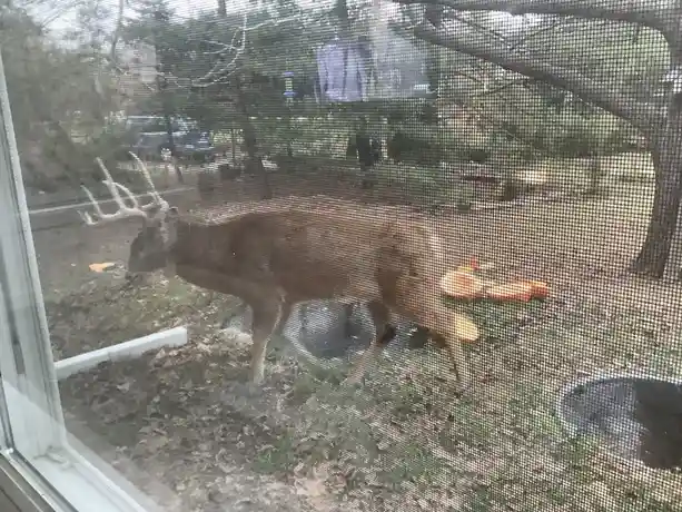 A deer with antlers is seen through a window screen in a yard, with orange carrots visible on the ground nearby. The image…