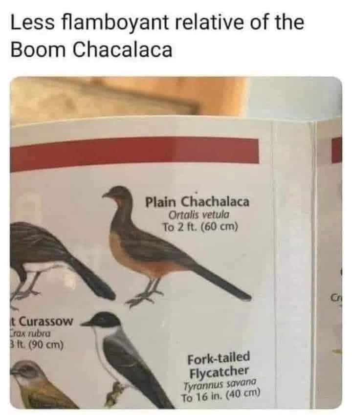 An image of a bird field guide page showing illustrations of several birds, including a Plain Chachalaca, a Red Curassow…