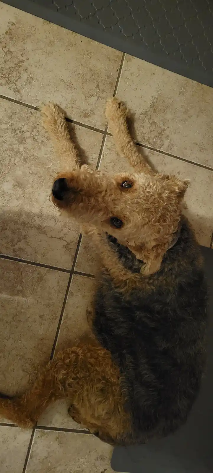 A dog with curly tan and black fur lies on its back on a tiled floor, looking up with wide eyes and paws raised in the air…
