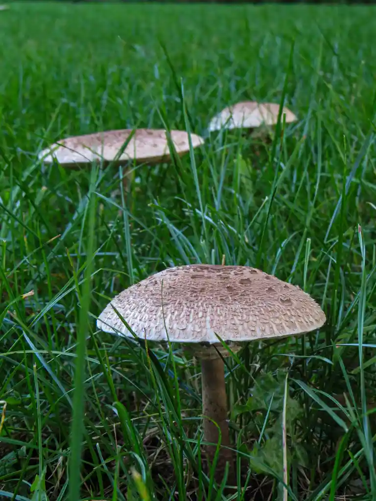 A close-up photograph shows three brown-capped mushrooms growing in a field of green grass, with one in the foreground in…