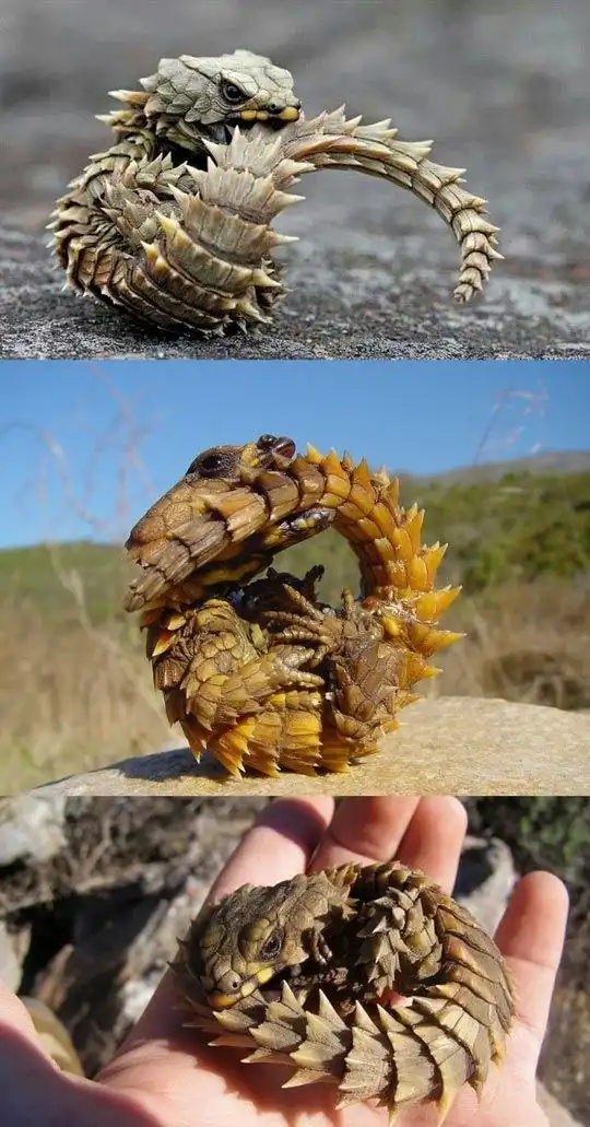 Three images show a small, spiky lizard curled into a tight ball in different settings: on rocky ground, outdoors on a rock…