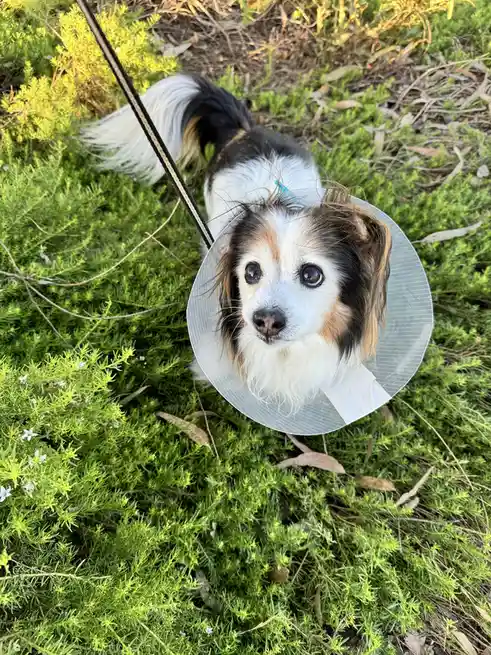 A small, fluffy dog with black, white, and tan fur is wearing a clear plastic cone collar while standing in green bushes…