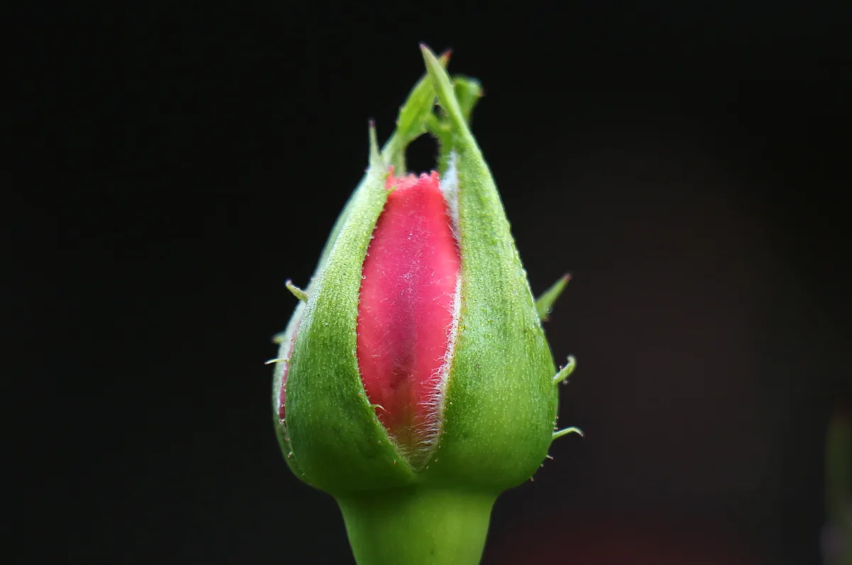 A close-up photograph shows a green rosebud against a black background, with its top slightly split to reveal a vibrant pink…