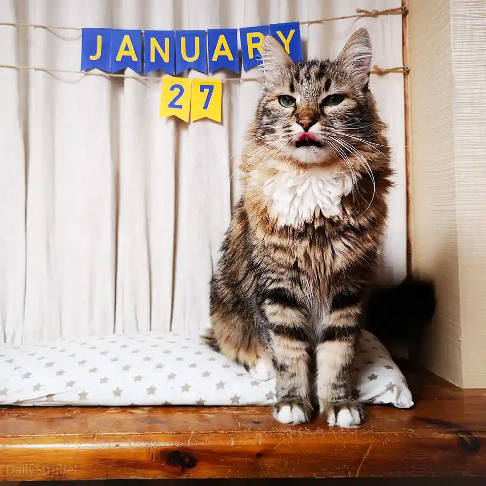 A fluffy tabby cat with a white chest sits regally on a star-patterned pillow atop a wooden surface, looking disdainful with…