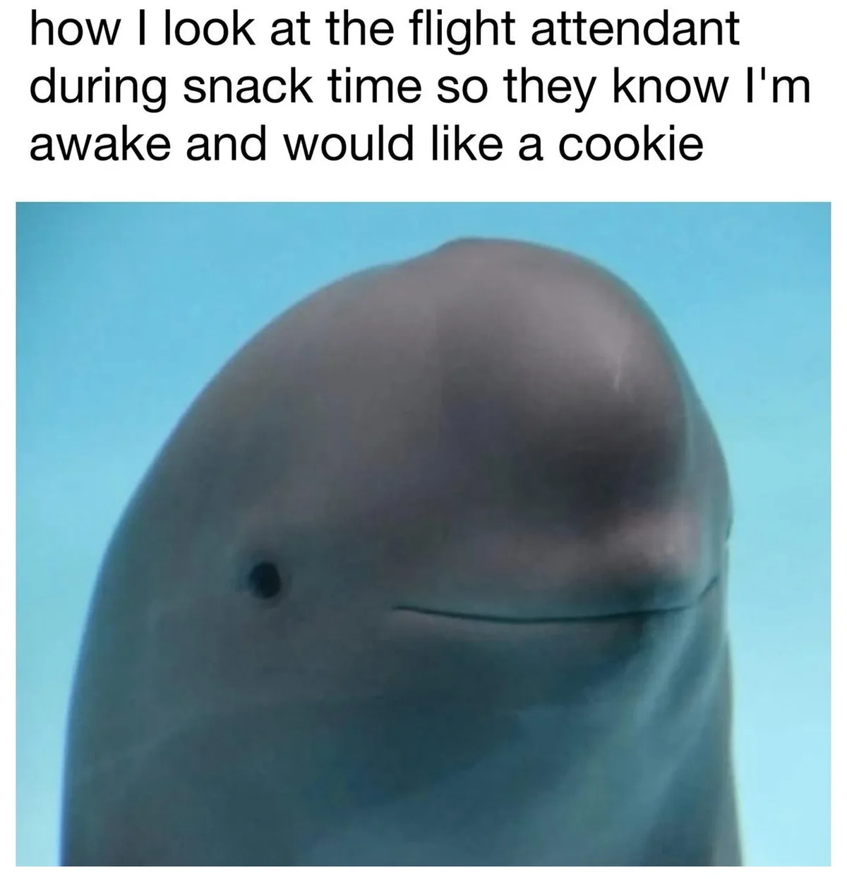 A close-up image of a dolphin's face, showing its eye and a subtle, closed-mouth smile against a blue background. The…