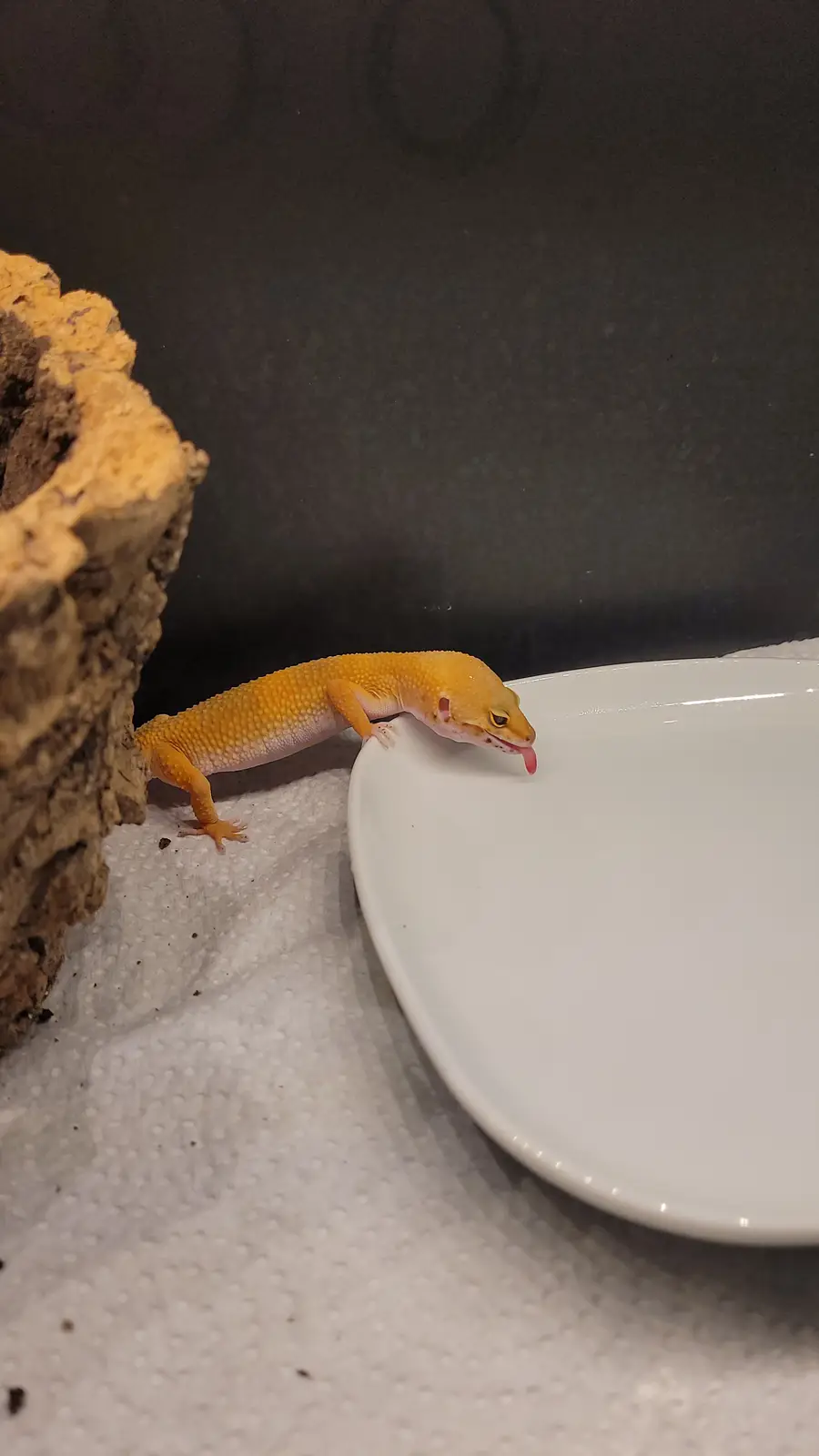 A bright yellow gecko is perched on the edge of a white ceramic plate, its pink tongue extended as if licking the rim. To…