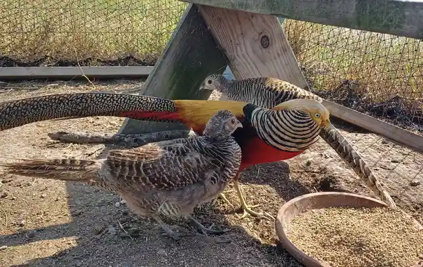 A male golden pheasant with vibrant red, yellow, and black plumage stands beside two female pheasants with mottled brown and…