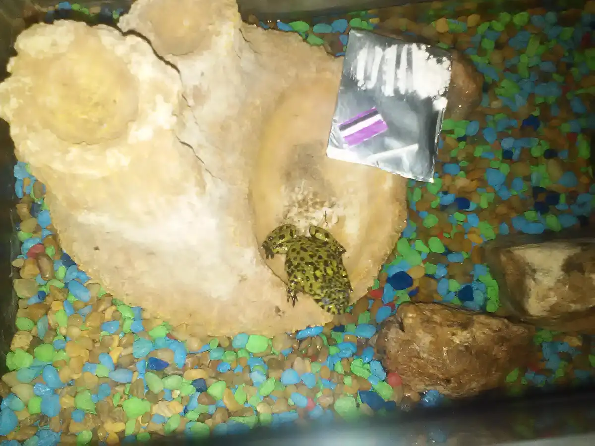 A small green frog with black spots sits inside a tank filled with colorful blue, green, and brown gravel. A piece of foil…