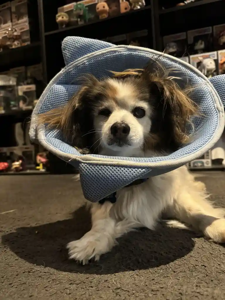 Daily Dose of My Adorable Dog Panko!