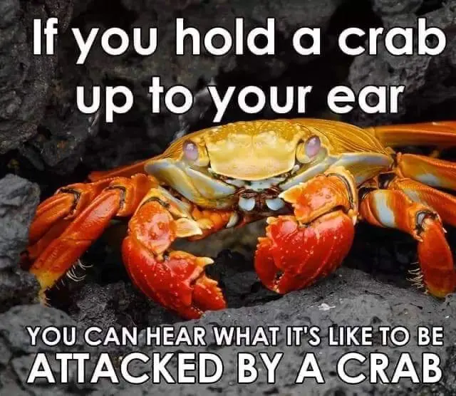 A close-up photo of a brightly colored crab with orange-red claws and a yellowish shell, positioned on dark volcanic rock…