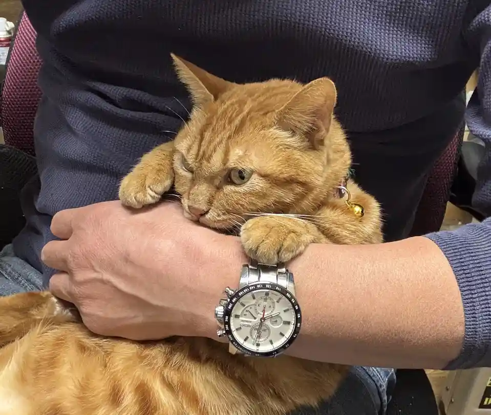 An orange tabby cat is curled up and resting its head on a person's arm, which has a silver chronograph watch on it. The…
