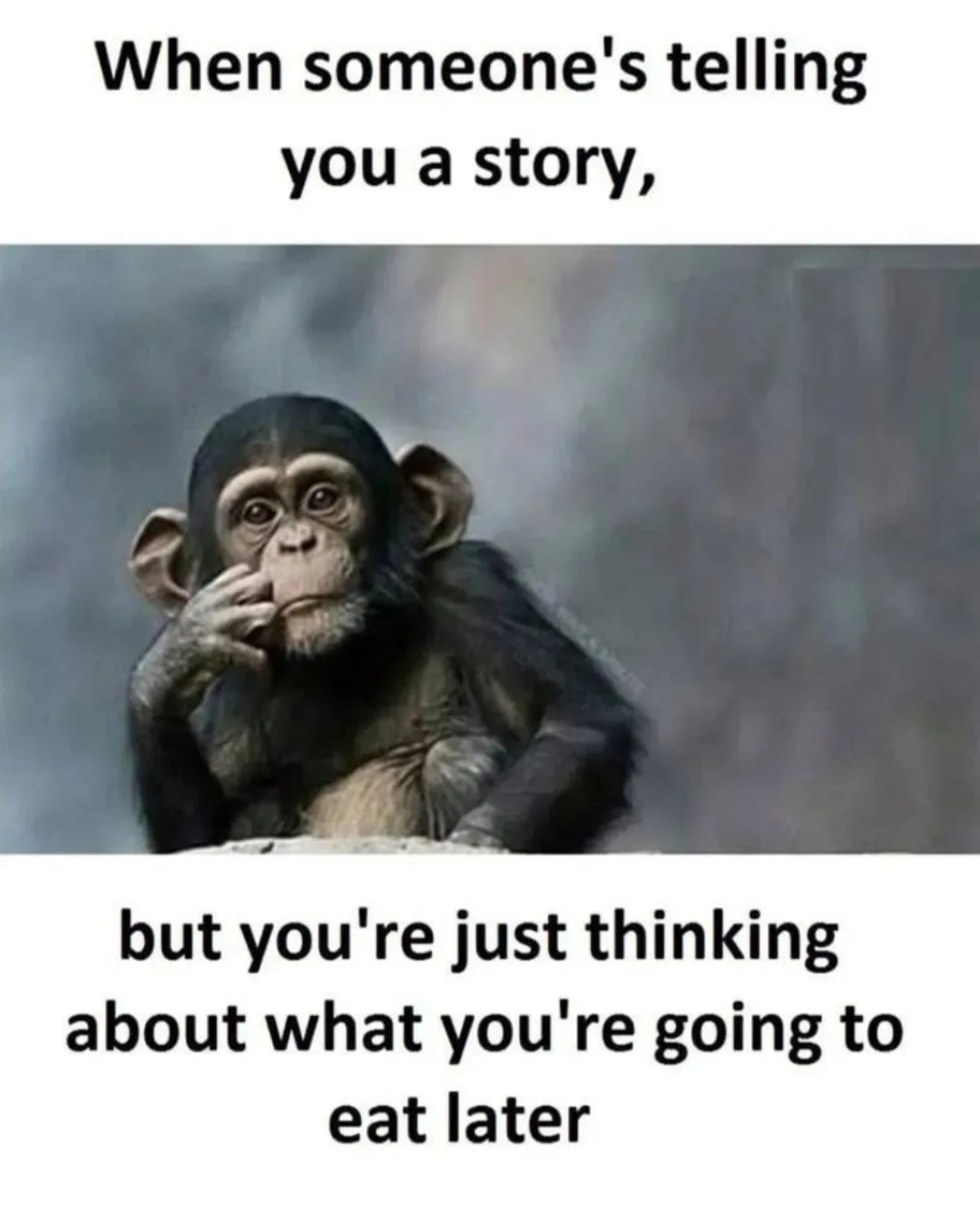 A chimpanzee sits with a thoughtful expression, hand resting on its chin, against a blurred gray background. The text above…