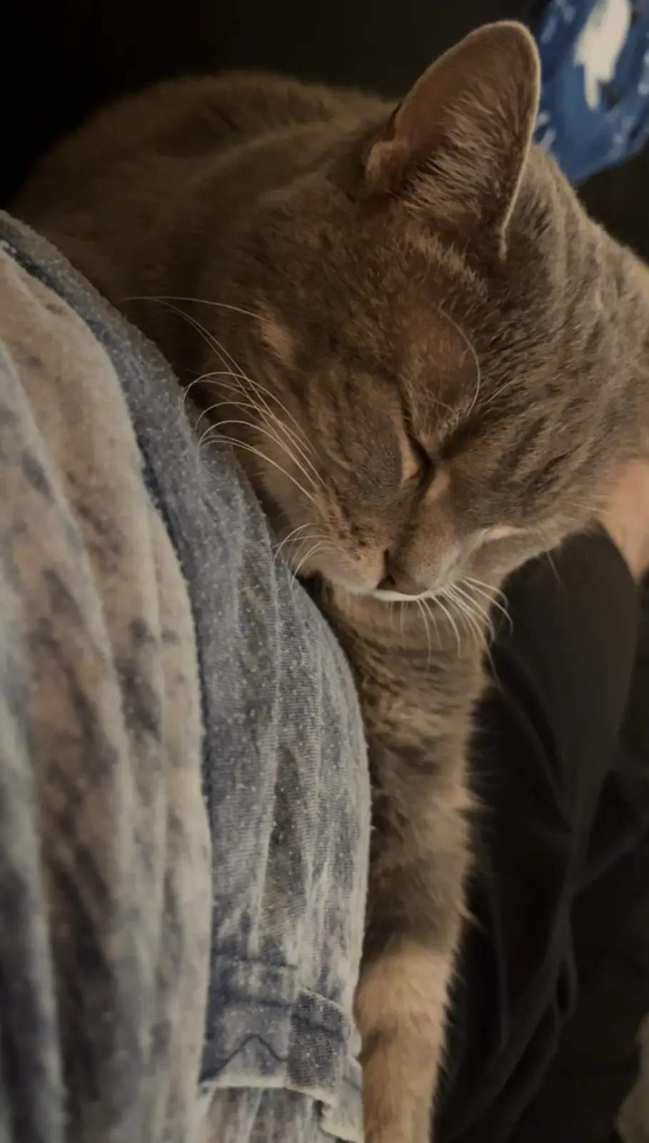 A brown tabby cat is curled up and sleeping soundly on a person's lap, nestled against their denim-clad leg. The cat's eyes…