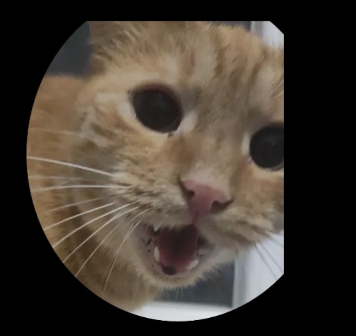 A close-up circular photo of an orange tabby cat with wide, startled eyes and its mouth open in a snarl or yawn, showing…