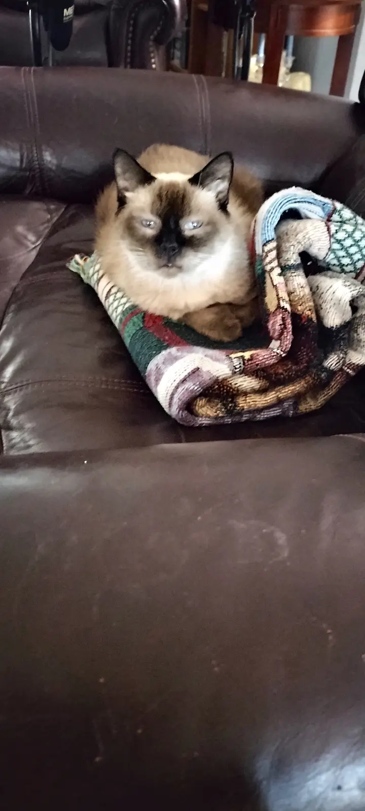 A siamese cat with blue eyes and dark points sits on a brown leather couch, partially covered by a colorful woven blanket…