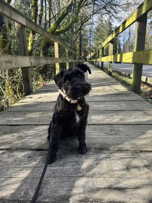 A black, shaggy dog with a light-colored collar and leash sits attentively on a weathered wooden boardwalk, looking directly…