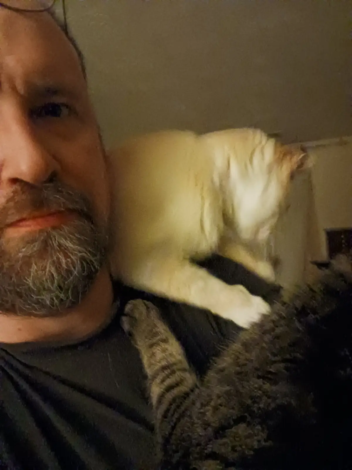 A blurry selfie shows a man with a gray beard and glasses looking at the camera while two cats are on his shoulders. One is…