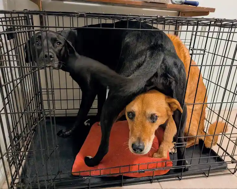 Two dogs are in a black metal crate; a black dog stands over a tan dog that is lying on an orange towel, looking up with a…