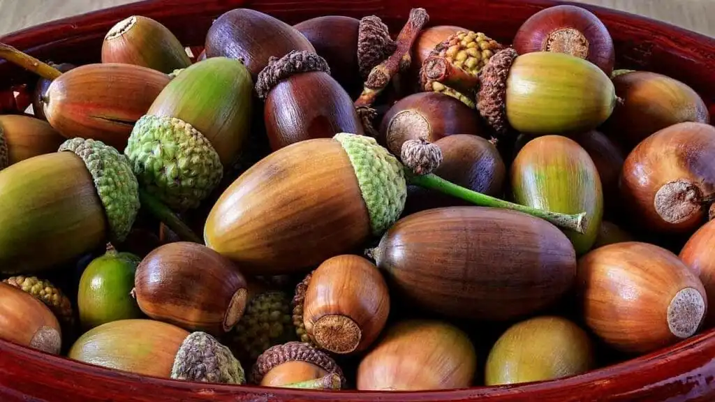 Acorn Down! Rally the Team ACORN!