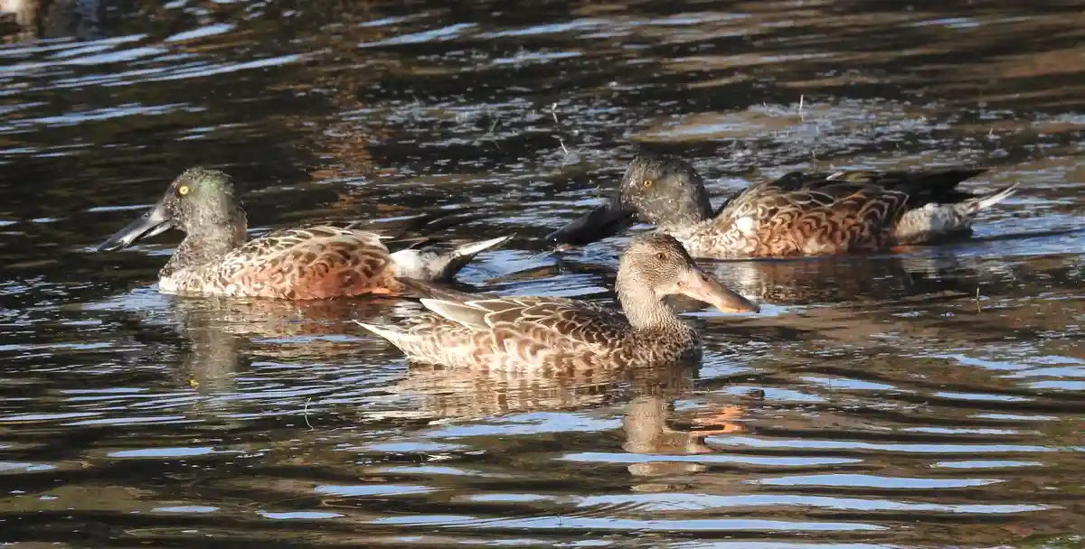 Birdwatching in Cape May, NJ: A Day of Amazing Sightings!