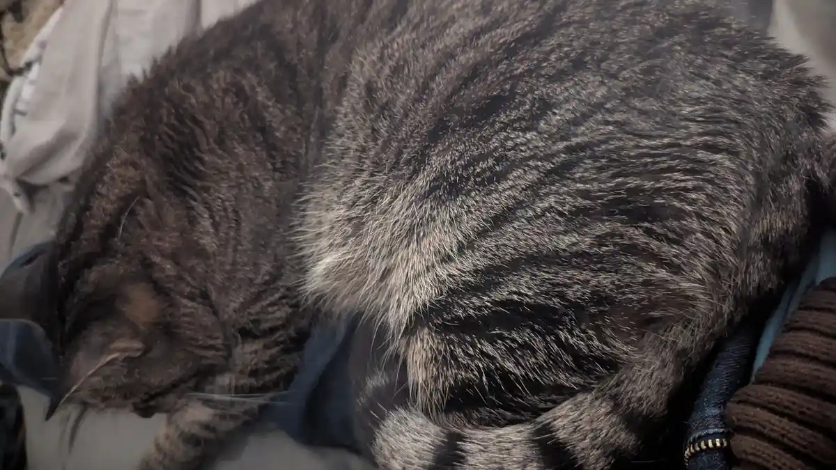 A close-up photo of a fluffy, dark tabby cat curled up and sleeping soundly on a person's lap, with the person's brown…