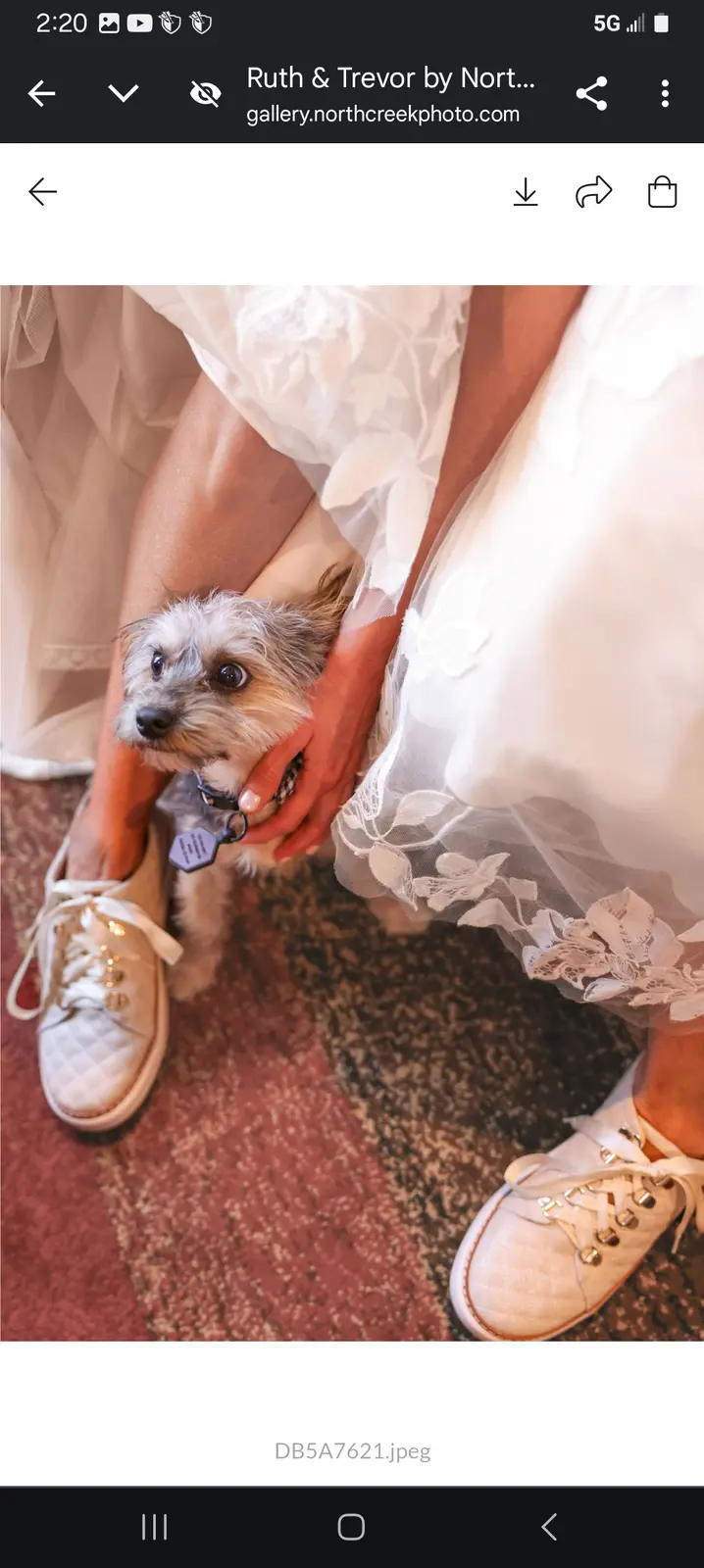 A close-up photo shows a small, scruffy dog nestled between a person's legs, who is wearing a white wedding dress and white…