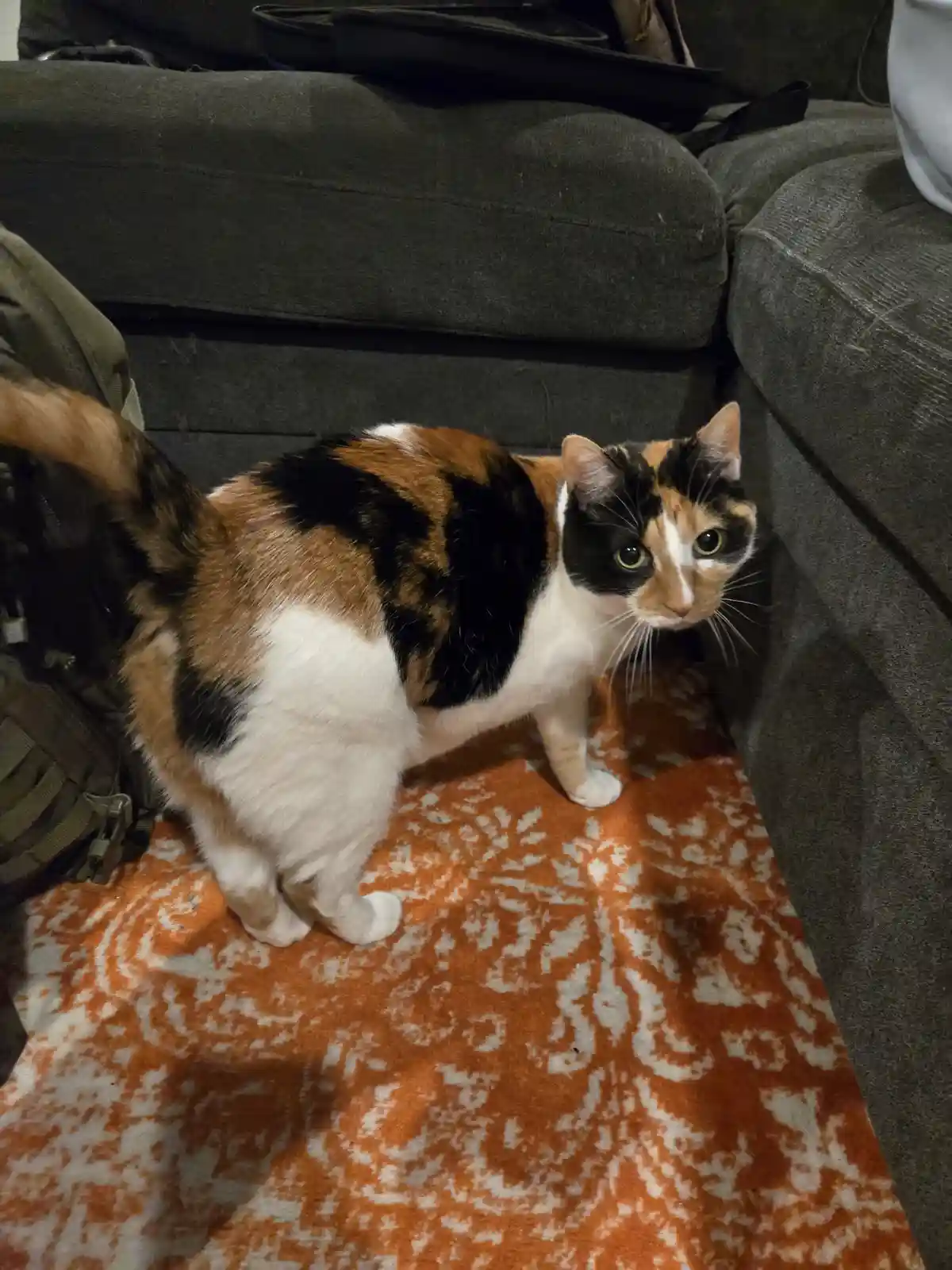 Meet Miki, my best friend's quirky calico cat!