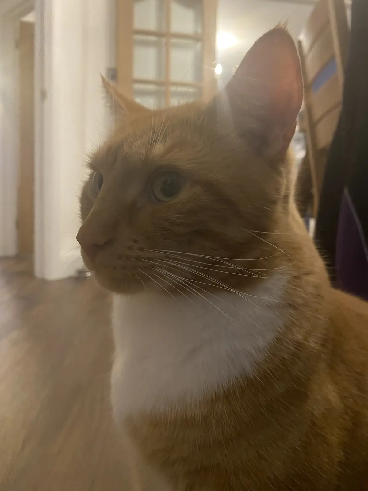 A close-up photo of an orange tabby cat with a white chest, looking off to the side with wide, slightly unimpressed eyes…