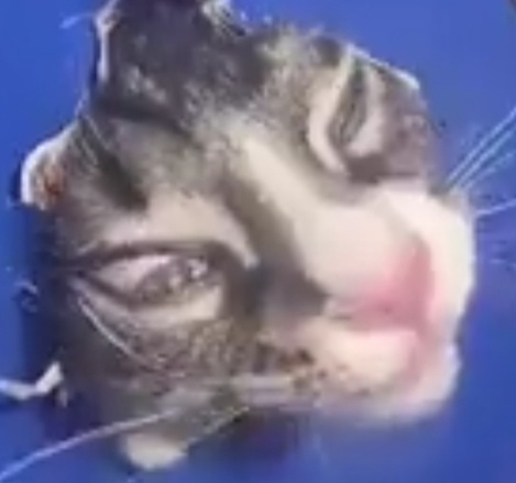 A close-up of a wet, blurry cat's face, its eyes half-closed and mouth slightly open, against a solid blue background. The…