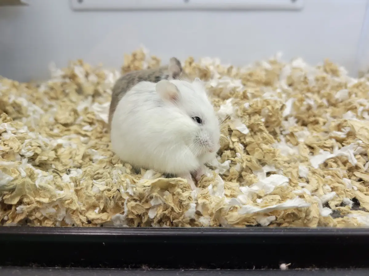A small, fluffy white and gray hamster sits calmly in a bed of light brown and white shredded paper bedding inside a cage…
