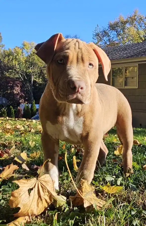 A tan pit bull-type puppy with large floppy ears and a wrinkled face stands in a grassy yard covered in fallen autumn…