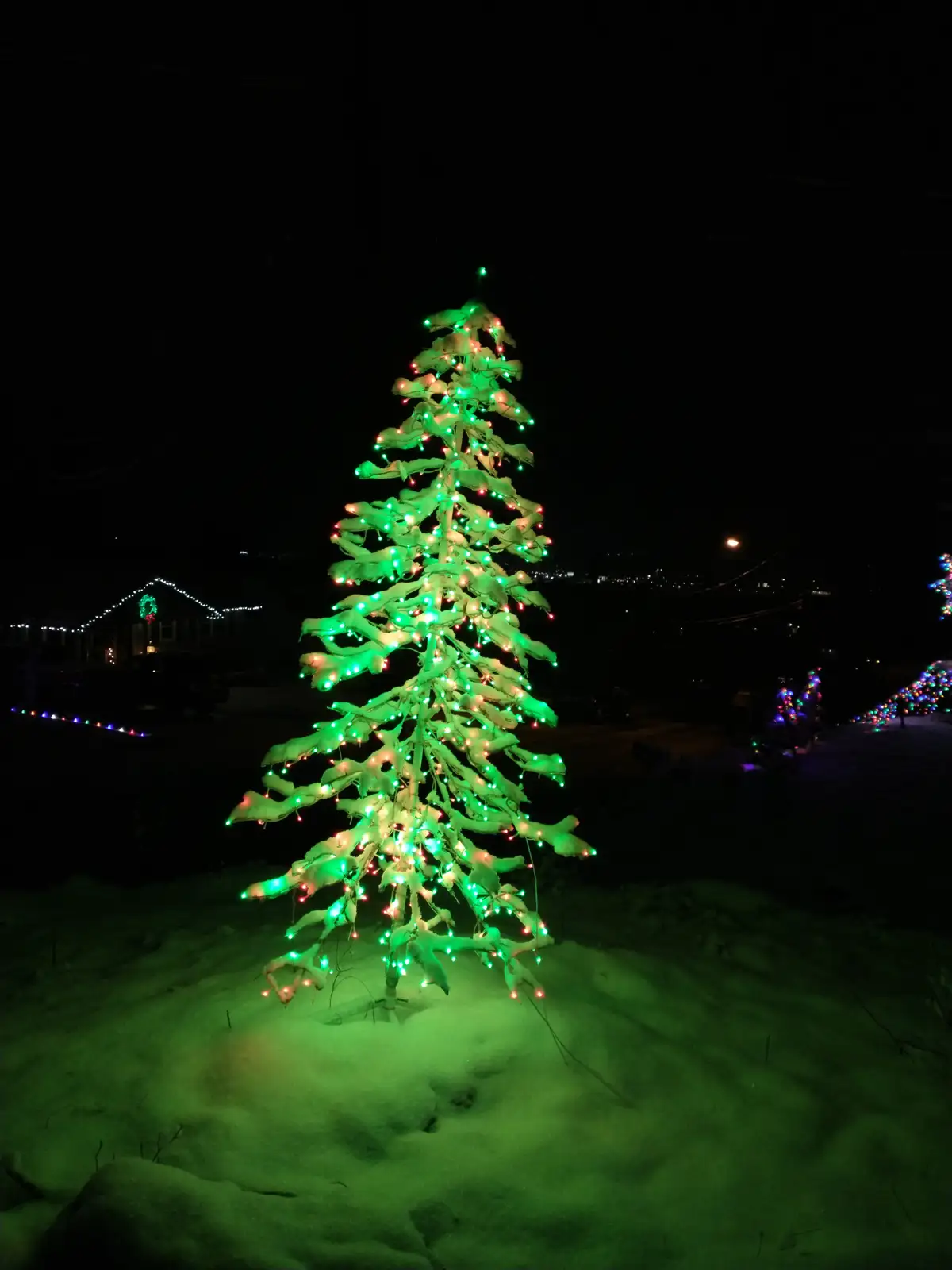 A snow-covered evergreen tree stands in a snowy yard at night, illuminated by bright green and red string lights. The tree's…