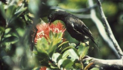 A dark-colored bird is perched on a branch, pecking at a bright red, fluffy flower. The bird's head is lowered into the…